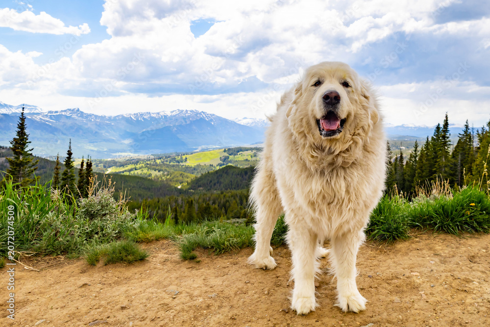 Fototapeta premium Great Pyrenees Dog with Mountain View