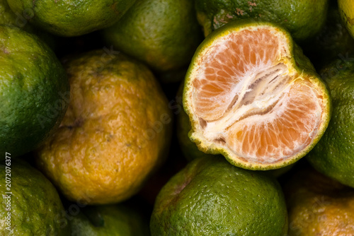 Citrus poonensis or ponkan, an hybrid between mandarin and pomelo