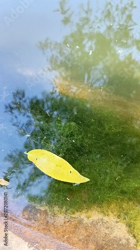 Yellow Leaf Floating on Calm Water With Green Algae — Nature Background for Films