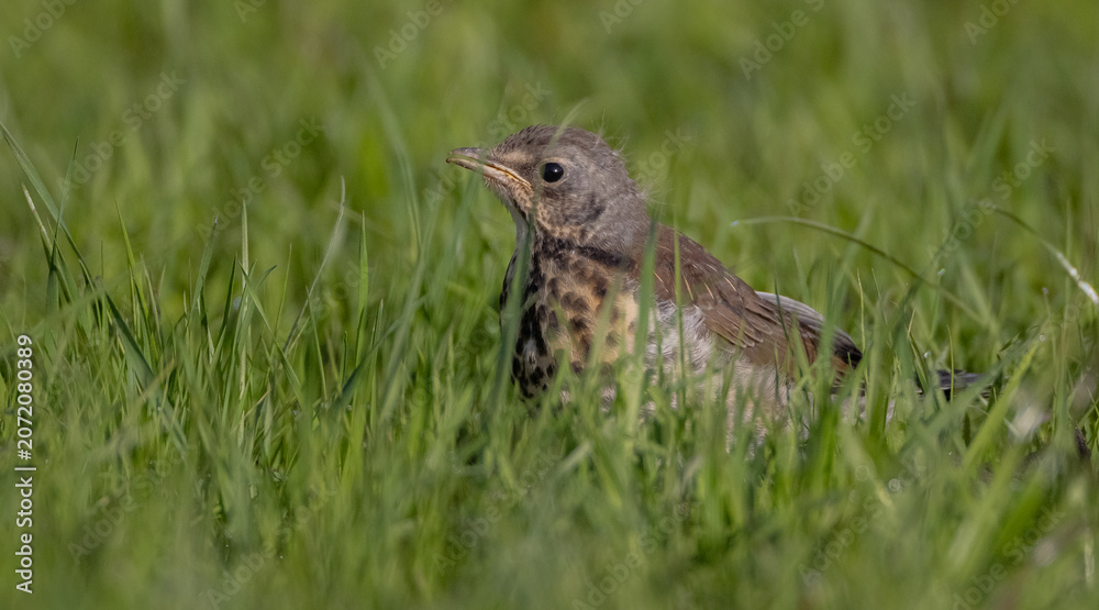 Fototapeta premium Fieldfare - juvenile bird in the city park