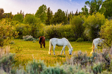 Brown and White Horses Grazing American Pasture