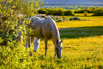 White Horses Grazing American Farm Pasture