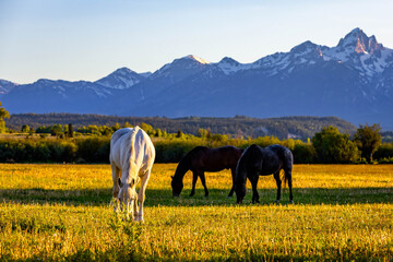 Horses Grazing in Meadow at Teton Sunset