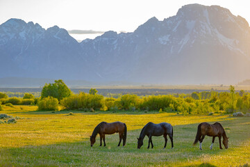 Horses Grazing in Meadow at Teton Sunset