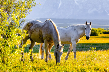White Horses Grazing American Farm Pasture