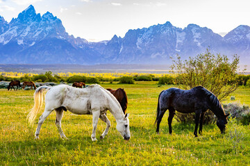 Horses Grazing in Meadow at Teton Sunset