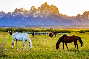Horses Grazing in Meadow at Teton Sunset