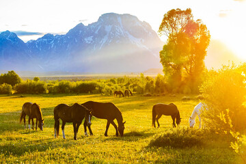 Wild Horses Grazing at Teton Sunset