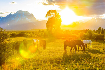 Wild Horses Grazing at Teton Sunset