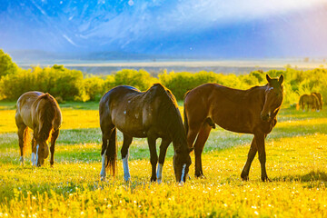 Wild Horses Grazing at Teton Sunset