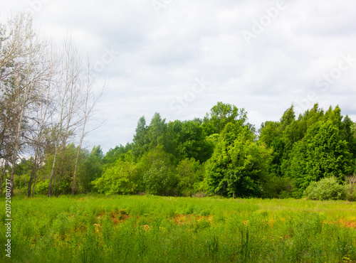 A site for building a house in an ecologically protected area. A field, a forest clearing, a lawn. The land is located in a forested area, surrounded by trees.