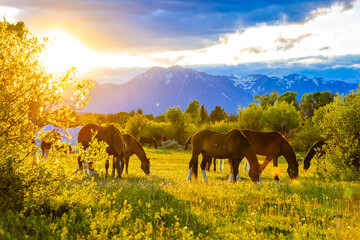 Wild Horses Grazing at Teton Sunset