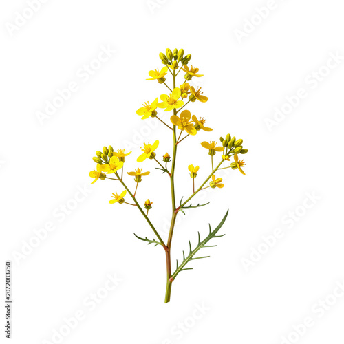 Rapeseed plant showcases vibrant yellow flowers against a clean white background, evoking feelings of spring