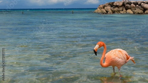 flamingo on the beach
