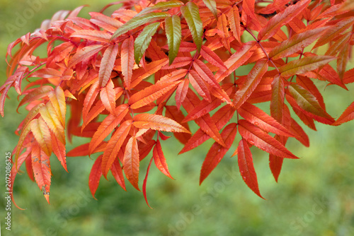 Rowan (Sorbus aucuparia) tree in autumn, bright  red autumn foliage on rowan, natural autumn plant background