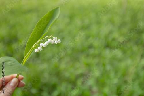 Foto closeup of lily of the valley flowers in hand of woman in the forest, free space