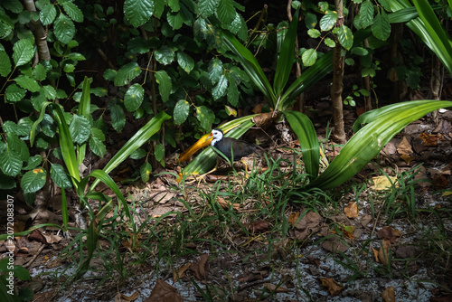 Fotografie A black and white bird with a yellow bill stands on leaf strewn ground by dense tropical undergrowth in the Maldives, natural daylight at ground level with dappled light