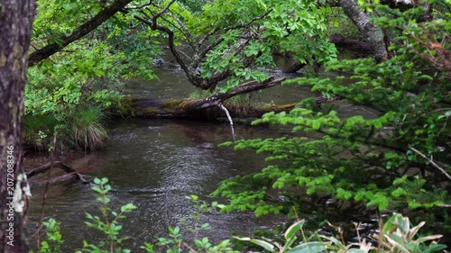 初夏の雨の戦場ヶ原を流れる湯川の風景