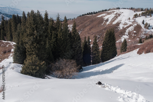 Playful black and white dog running through deep snow in winter mountains. Commercial lifestyle image for pet care advertising, winter animal activities, veterinary marketing and outdoor copy space.