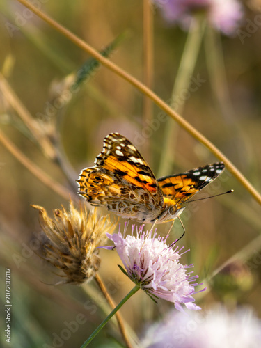 Vanessa cardui Painted Lady Butterfly Pollinator on Pink Wildflower in Meadow Macro Nature Close Up