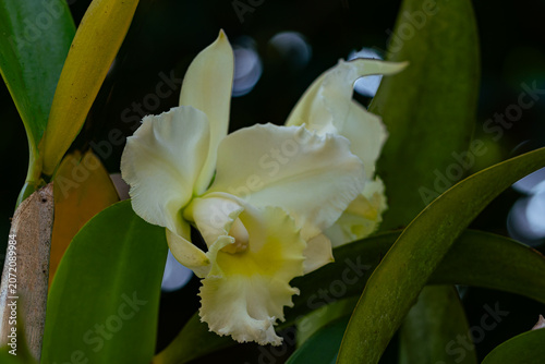 Closeup view of blooming white Cattleya orchid flower