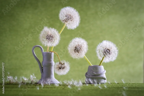 Fluffy dandelion flowers in vase; Taraxacum Officinale	