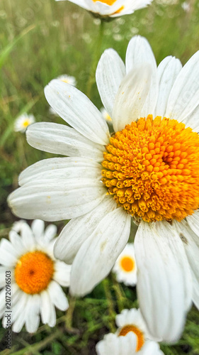 Extreme close-up of blooming white daisies with bright yellow centers, soft natural sunlight highlighting delicate petals and fine floral details