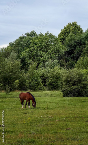 Brown horse peacefully grazing on a lush green meadow during summer