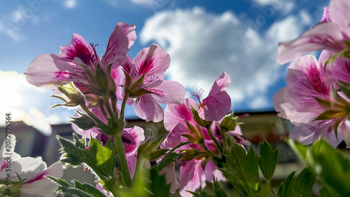 Blooming pelargonium flowers on a balcony or terrace against a bright blue sky