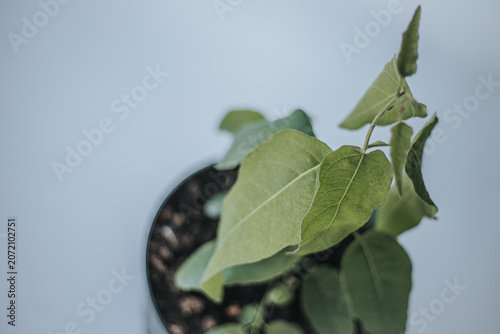 Fotografía Macro close-up of a fresh green eucalyptus plant leaf with detailed vein texture and soft natural lighting