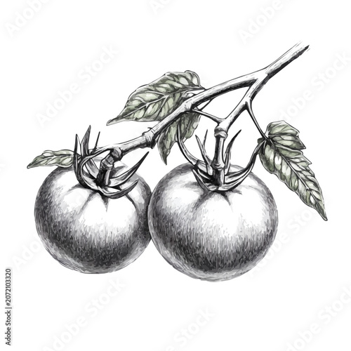 Fotografía Tomato Vine Pencil Sketch Illustration, isolated on a white background