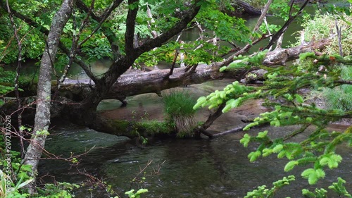 初夏の雨の戦場ヶ原を流れる湯川の風景