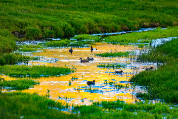 Ducks swimming in stream at Lamar Valley in Yellowstone National Park