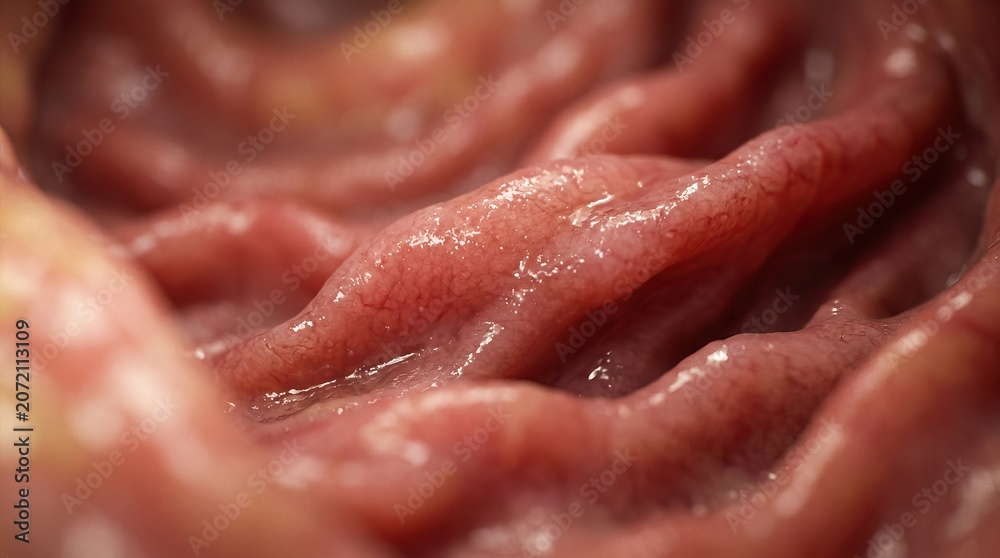 Fototapeta premium Close-up of human intestine, detailed view of internal organ