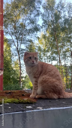 A ginger pet cat walks on a roof outdoors; the cat sits on the roof against a green bokeh background in a natural setting, bathed in soft daylight.