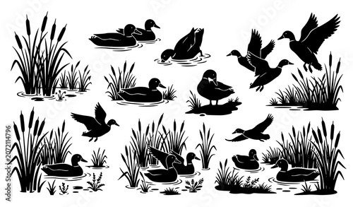 Fotografía Wetland Birds and Ducks Silhouette Collection with Reeds Marsh Nature Scenes