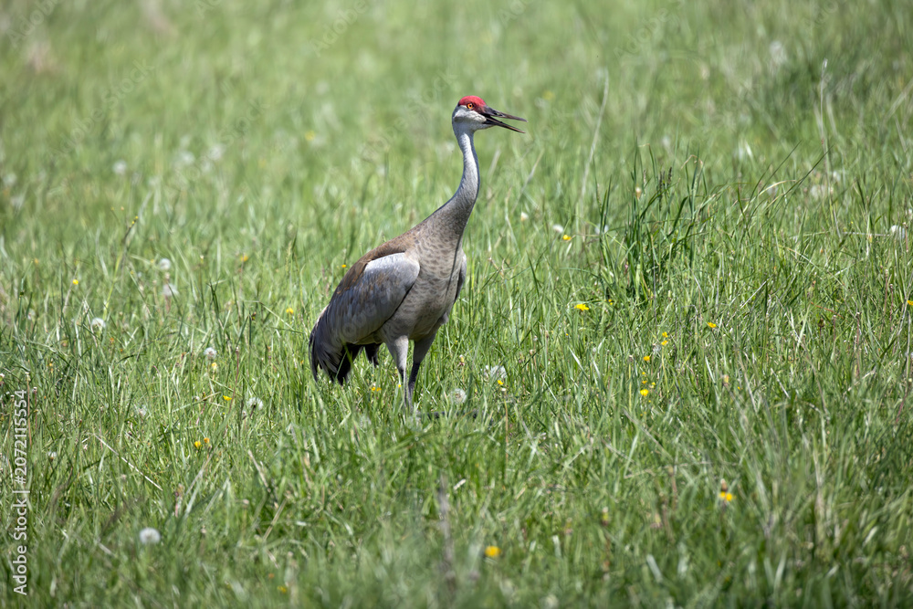 Fototapeta premium Sandhill Crane Antigone canadensis standing in a field of tall grass