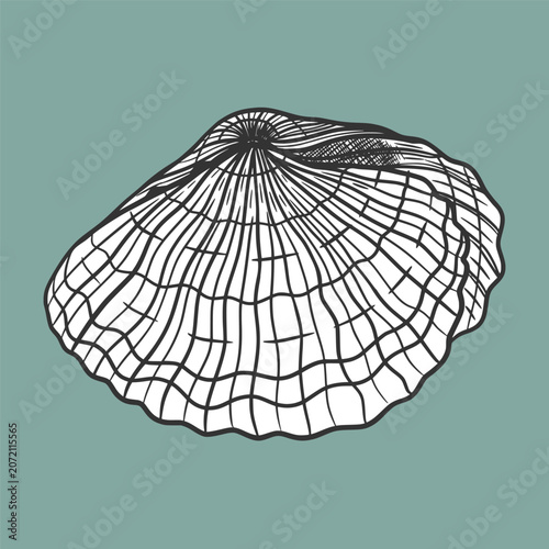 A seashell black and white drawing. Hand-drawn outline sketch vector illustration. Marine, underwater, travel, vacation topics