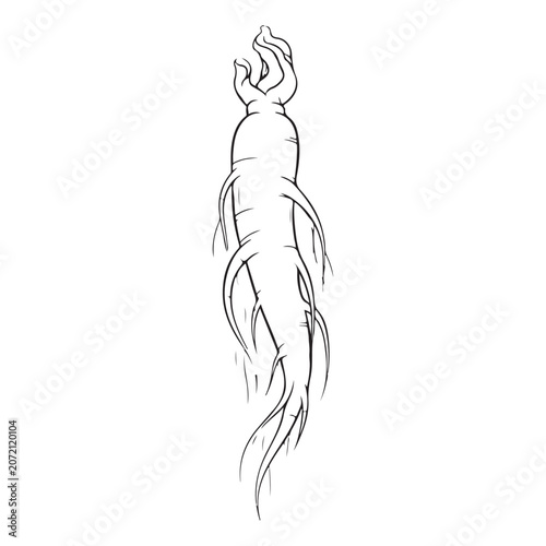 Obraz na plátně Ginseng root line art illustration with thin rootlets for traditional herbal med