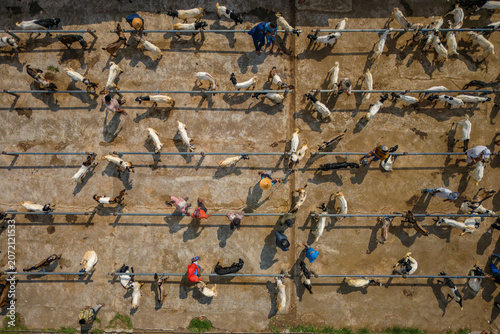 Aerial view of the Ambarawa livestock market with goats tethered in rows and people walking on the concrete ground Bawen, Central Java, Indonesia.