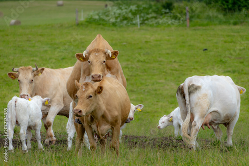 Quadro em tela Cow Mounting Another Cow During Estrus Heat Cycle in Cattle Breeding Herd