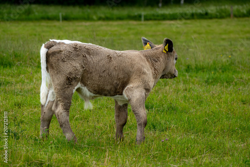 Slika na platnu Young Calf Standing on Green Pasture in Rural Livestock Farming and Cattle Breed