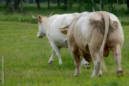 Εκτύπωση καμβά Cattle Breeding Behavior on Green Pasture in Rural Livestock Farming and Animal