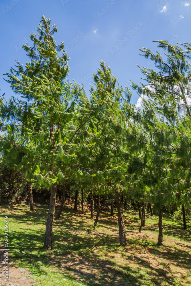 Fototapeta premium Arboles de Pino en bosque mexicano.