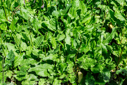 Garden sorrel bushes on field in sunny day, top view