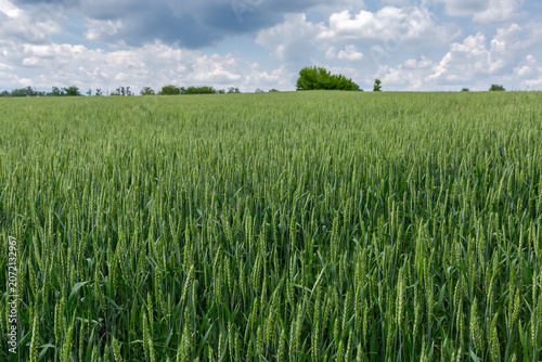 Foto Field of green wheat in flowering stage in sunny day
