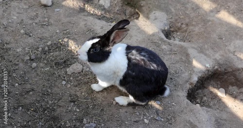A small rabbit on dry, rocky ground, a big-eared rabbit is found near deep burrows and pits in a farmstead