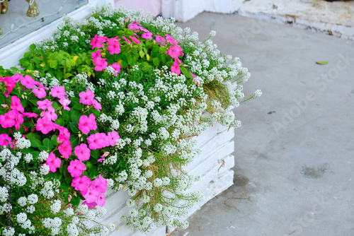 White wooden planter box overflowing with pink impatiens and delicate white alyssum cascading onto a grey concrete sidewalk
