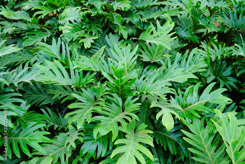 Philodendron foliage dense green tropical leaves with deep lobes forming a lush groundcover pattern