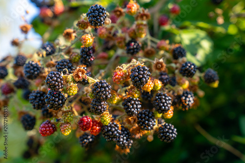 Ripening Wild Blackberries in the Sunshine. Fresh, ripening blackberries on the bush. 
